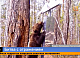 В Тунгусском заповеднике медведь подрался со своим отражением 