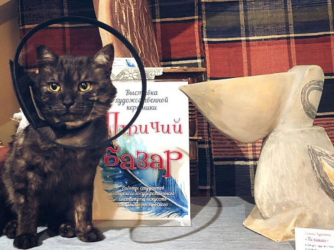 Знаменитый кот Борис из библиотеки под Красноярском пострадал в драке с сородичами