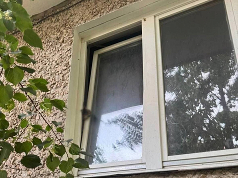 В Красноярской квартире кот застрял в окне и задохнулся — внутри остался еще десяток питомцев без присмотра . Фото: 7 канал Красноярск