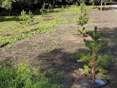 За эту неделю в Красноярске высадили больше 5 тысяч деревьев. Фото: Администрация города Красноярска