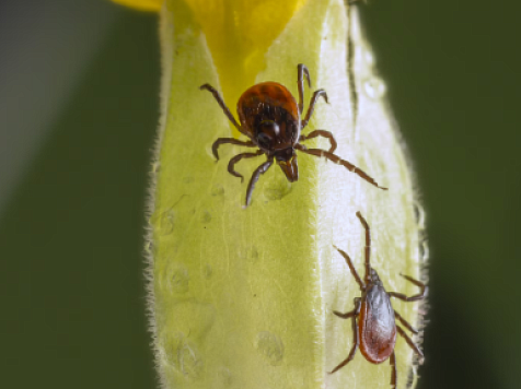 В Красноярске 17 пострадавших заразились боррелиозом после начала сезона. Фото: ru.freepik.com