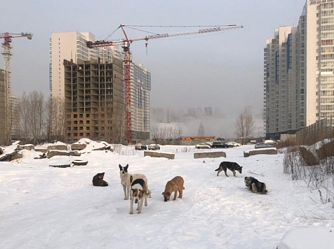 В Боготоле подрядчик получал деньги за уже отловленных собак. Фото: администрация Красноярска