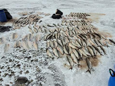 На севере Красноярского края браконьер незаконно выловил более 200 кг рыбы. Фото: ГУ МВД России по Красноярскому краю