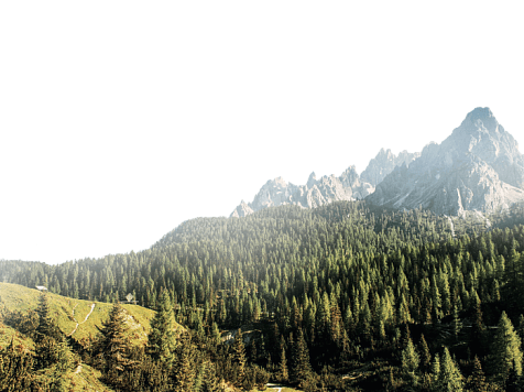 Красноярский край назван лидером по раздаче лесов в аренду. Фото: oslesinforg.ru