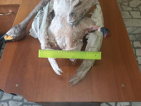 На Таймыре мужчину будут судить за добычу краснокнижного лебедя. Фото: МВД