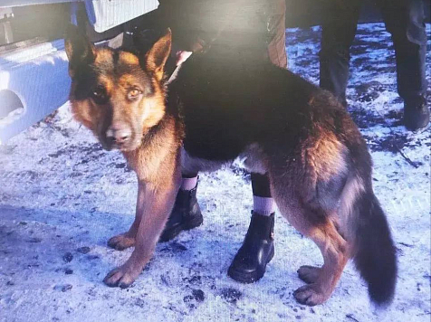 Суд Черногорска вынес приговор хозяйке овчарки за нападение собаки на ребенка. Фото: СК Красноярского края