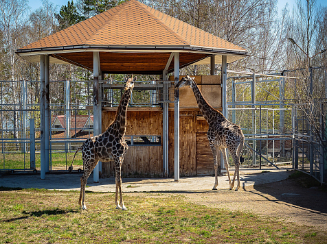 В красноярском зоопарке жирафов вывели в летний вольер. Фото: https://vk.com/roevzoo