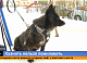 Красноярские зоозащитники везут бездомных собак из Бурятии в Красноярский край, чтобы спасти