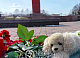 Красноярцы несут детские игрушки и цветы к стихийному мемориалу в память о жертвах теракта в «Крокус Сити Холле»