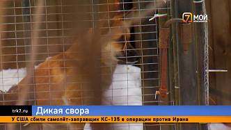 Свора диких собак держит в страхе СНТ «Караульная дача»