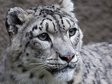 Коронавирус впервые выявили у снежного барса. Фото: louisvillezoo.org