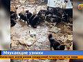 Кошачья тюрьма — в Красноярске около ста животных годами жили среди грязи и экскрементов