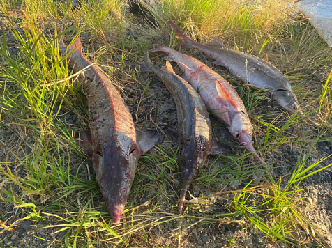 В Красноярском крае браконьер выловил четырех осетров. Фото, видео: 24.мвд.рф