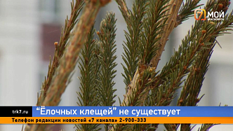 Страшные «ёлочные клещи» напугали жителей Красноярского края