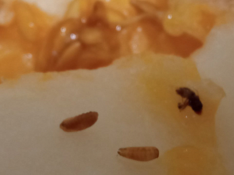 В Красноярск завезли 20 тонн дынь с личинками мух внутри для дальнейшей продажи. Фото: Россельхознадзор по краю