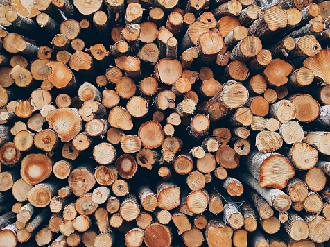 Губернатор Красноярского края поручил подготовить законопроект о поддержке лесозаготовителей. Фото: pixabay.com