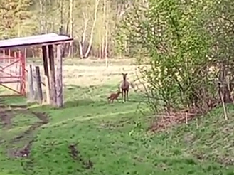 Дикий марал привел в питомник копытных новорожденного олененка
