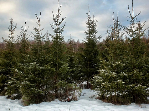 Житель Красноярского края вырубил 80 деревьев для продажи и может сесть в тюрьму на 7 лет. Фото: министерство лесного хозяйства