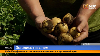 «Спасайте картошку сейчас, иначе сгниет»: урожай картофеля под угрозой из-за дождей