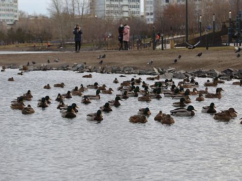 Завершаются работы по очистке Абаканской протоки. Фото: vk.com/krasnoyarskrf