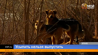 Закон об эвтаназии собак всё-таки приняли в Красноярском крае