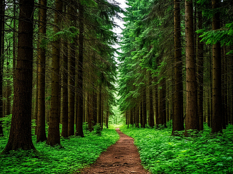 «Черный лесоруб» из Зеленогорска украл лес на 22 миллиона рублей. Фото: Shedevrum