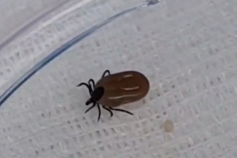 В Красноярском крае зафиксировали почти 50 случаев заражения клещевыми инфекциями