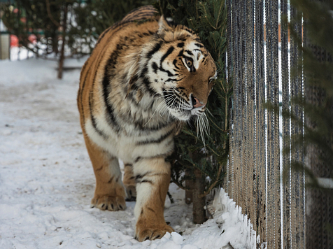 В красноярском зоопарке животным в вольеры установили ели и пихты. Фото: roevzoo