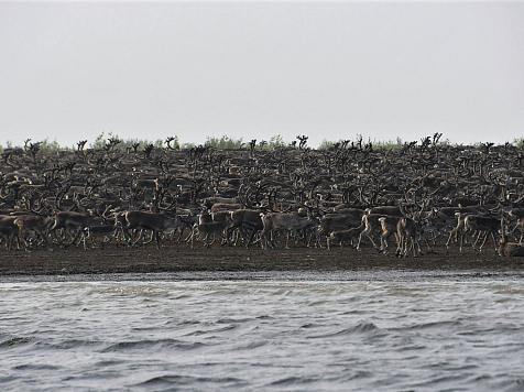 На севере Красноярского края ученые засняли переправу 70 тысяч оленей через реку Хатанга. Фото: Александр Савченко