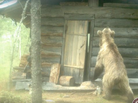В Красноярском крае под отстрел попадет 81 косолапый хищник. Фото: Саяно-Шушенский заповедник