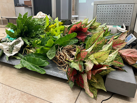 Россельхознадзор арестовал партию спаржи и папаротника из Таиланда, которую ввёз житель Красноярского края. Фото: Россельхознадзор