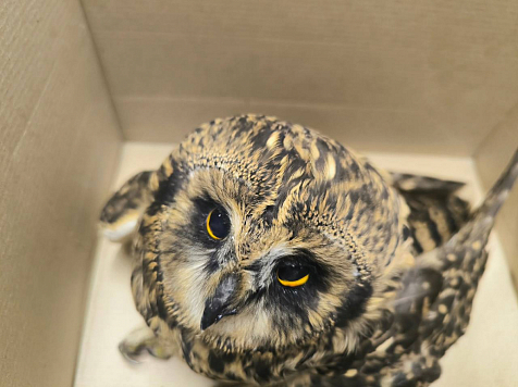 Полицейские спасли сову от гибели в Емельяново. Фото: МВД 24