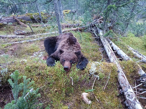 Парк «Ергаки» опубликовал снимки медведя, разорвавшего 16-летнего туриста (18+ слабонервным не смотреть). Фото: ergaki-park.ru