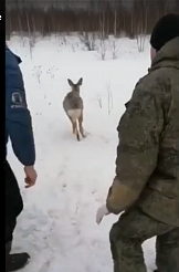В Ачинском районе инспекторы охотнадзора спасли косулю, которая застряла в снегу