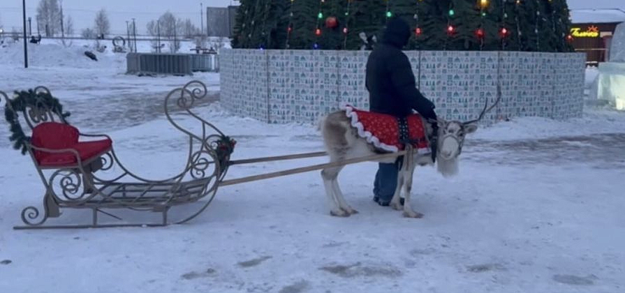 Замученного на Масленицу оленя заметили и в Красноярске