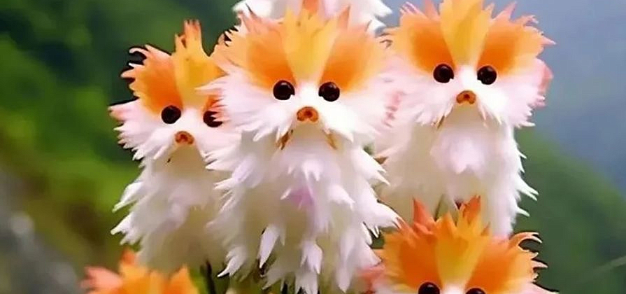 ИИ-мошенники с маркетплейсов вышли на красноярских дачников