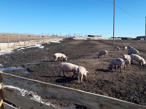 Больше пятисот свиней сожгут в Минусинском районе из-за африканской чумы. Фото: Владислав Зырянов