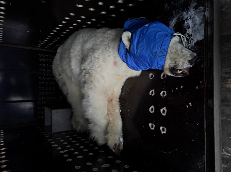 Голодную медведицу поймали после серии атак на рыбаков в Красноярском крае. Фото: Экология - дело каждого! / Telegram