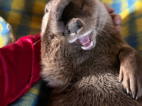 В Красноярске волонтеры купили бассейн выдре. Фото: Центр дикой природы «Инстинкт»