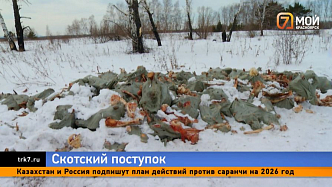 Кровавые мешки с костями в поле — под Красноярском нашли жуткий скотомогильник