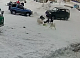 В Игарке после нападения стаи собак на 11-летнюю девочку двух животных усыпили