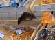 Появление большой крысы на полках с хлебом прокомментировали в красноярском «Магните»