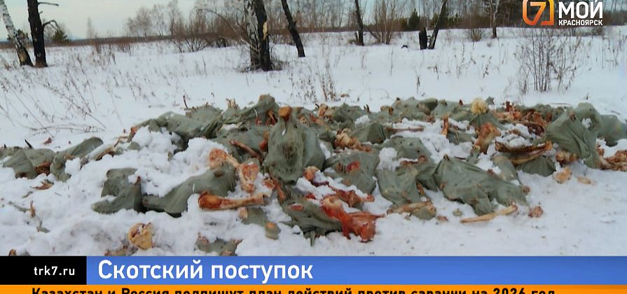 Кровавые мешки с костями в поле — под Красноярском нашли жуткий скотомогильник