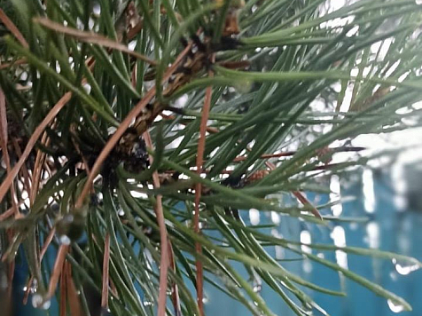 Прогноз для Красноярска на неделю с 30 июня по 6 июля: жара, дожди и грозы. Фото: 7 канал красноярск/Тихомирова Наталия