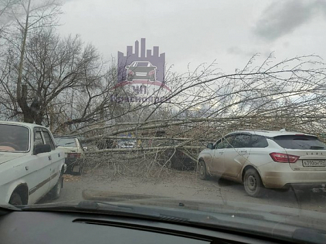В Красноярске упавшее от ветра дерево повредило четыре автомобиля. Фото: «ЧП Красноярск» 
