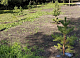 За эту неделю в Красноярске высадили больше 5 тысяч деревьев