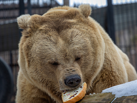 В зоопарке Красноярска разбудили медведей и накормили их сладкими бутербродами. Фото: "Роев ручей"