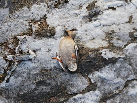 Стрельба в парке отдыха в Саяногорске – двое неизвестных подстрелили уток. Фото, видео: Пар "Тортуга", @tortuga_khakasia