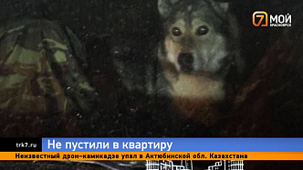 В Преображенском мужчина трое суток продержал собаку в закрытом авто 