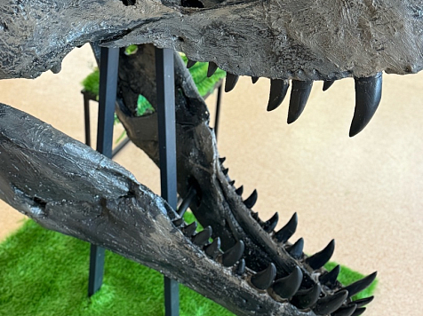 Где в Красноярске можно посмотреть на череп Тираннозавра. Фото: <a href="https://vk.com/mgeos">Музей геологии Центральной Сибири GEOS</a>